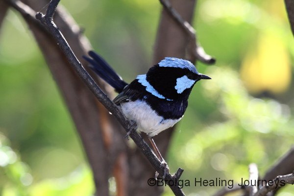 A male Superb Blue Wren in full, glorious colour, at our Rocky River campsite, Flinders Chase National Park, 2.