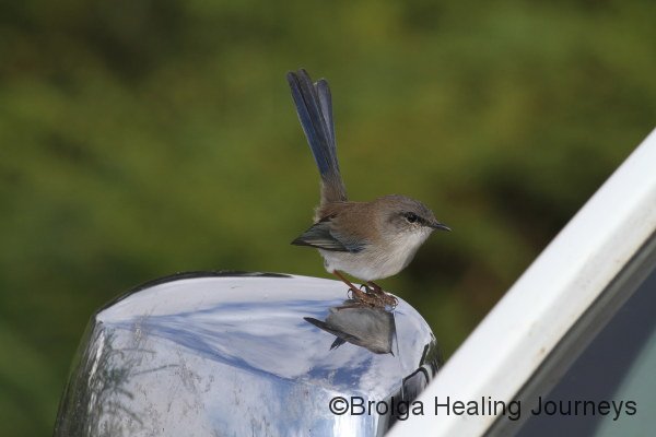 Male Superb Fairy-Wren (non-breeding plumage), confronts his reflection in our car window, Flinders Chase National Park