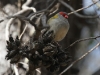 Red-browed Finch, Browns Beach