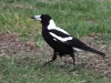 Adult male Magpie, Kingscote