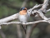 Welcome Swallow, living up to its name in the carpark at Seal Bay, Kangaroo Island