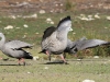 Mating displays from the Cape Barren Geese near the Rocky River campground, Flinders Chase National Park