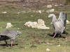 Mating displays, Cape Barren Geese, Flinders Chase National Park. This one reminds me of a ballet pas de deux.
