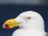 Close-up of Pacific Gull, near Admirals Arch, Flinders Chase National Park