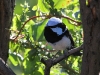 A male Superb Blue Wren in full, glorious colour, at our Rocky River campsite, Flinders Chase National Park. 