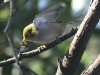A Silvereye arrives with its insect meal at our campsite, Flinders Chase National Park, Kangaroo Island.