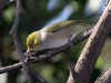 Now for dinner! The Silvereye starts its meal.  @ Flinders Chase National Park