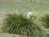 Cape Barren Goose looks out from her nest in the top of a grass mound, Flinders Chase National Park