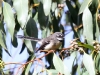 Grey Fantail, Flinders Chase National Park. These birds are everywehere, but are frustratingly difficult to photograph.  They never sit still.