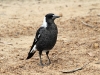 Juvenile Magpie, Rocky River campground, Flinders Chase National Park