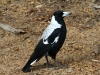 Adult female Magpie, Rocky river campground, Flinders Chase National Park