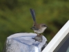 Male Superb Fairy-Wren (non-breeding plumage), confronts his reflection in our car window, Flinders Chase National Park