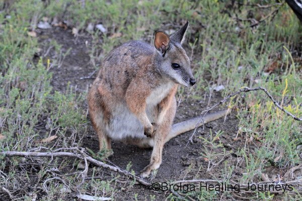 A Tammar Wallaby.  Kangaroo Island has its own sub-species.  They are exquisite little creatures.