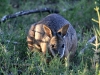 Tammar Wallaby looks up while feeding, on Platypus Waterholes walk, Flinders Chase National Park