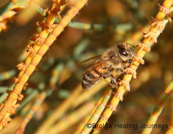 Ligurian bee collects pollen from a Sheoak