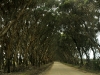 Many of Kangaroo Island&#039;s roads were through mallee arches like this, on the way to Cape Willoughby