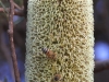 Banksia flower, plus a couple of Ligurian bees
