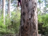 Up she goes.  Nirbeeja climbs the Bicentennial Tree, Warren Ntl Pk, WA