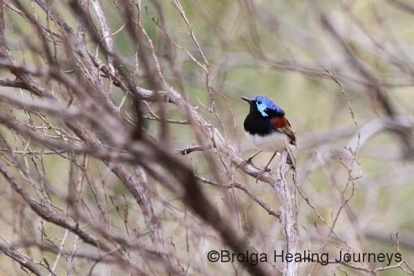 Male Variegated Fairy Wren in all his colour
