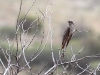 Pallid Cuckoo - our first sighting ever!