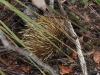 Another view of the blonde-spined Echidna at Kelly Caves Conservation Park. Snout showing at right.