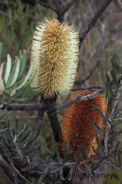Silver Banksia - Banksia marginata - old and new