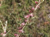 Flowering branch of a Five Veined Grevillea
