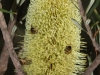 Ligurian bees enjoying a Silver Banksia flower