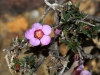 Closeup of the tiny flower of the Rosy Baeckea - Euromyrtus ramosissima var. ramosissima -  everywhere in late winter early spring