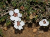The tiny flowers of the Mat Baeckea - Baeckea ericaea
