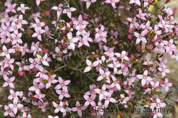 Massed flowering of Island Boronia