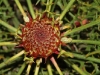 Flower bud of the Horny Cone-bush  - Isopogon ceratophyllus