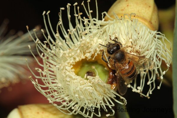 One of KI's famous Ligurian bees on a Eucalyptus blossum - possibly Cup Gum