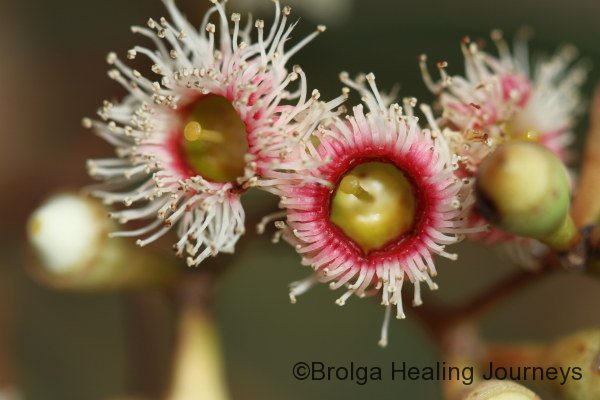 Red-tinged eucalyptus blossom