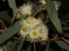 Definitely a Eucalyptus species, maybe the Cup Gum Eucalyptus cosmophylla