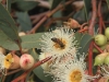 Eucalyptus blossom and Ligurian bee