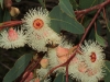 More bees and eucalyptus blossoms