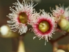Red-tinged eucalyptus blossom