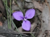 Short Purple Flag - Patersonia fragilis
