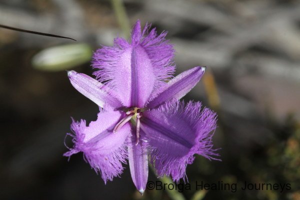 These Fringe-lily flowers are widespread across our mallee-heath