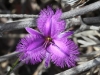 Fringe Lily - Thysantotus sp.