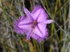 One of our Fringe Lilies Thysanotus sp.