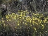 A mass of Golden Pennant flowers