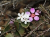 Bearded Heath and Rosy Baeckea - two tiny flowers