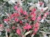 Common Heath - Epacris impressa - in mass flower