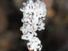 The delicate flower-petals of the Bearded Heath
