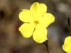 The brilliant yellow of a Guinea-flower - Hibbertia sp.