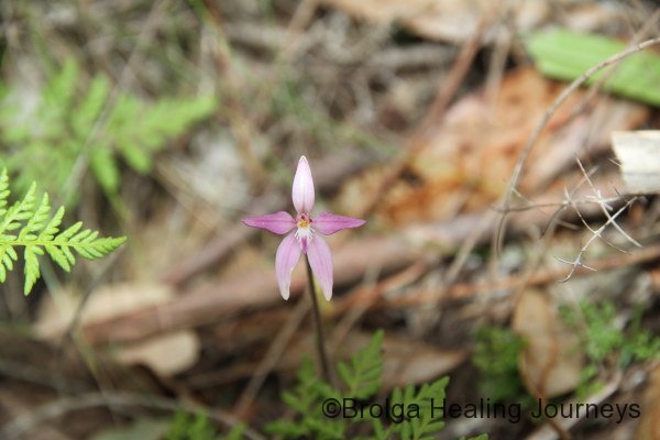 Pink Fairy Orchid - Caladenia latifolia
