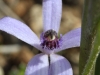 Closeup of Blue Fairy Orchid
