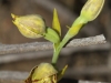 I think this was a Leopard Sun Orchid - unfortunately eaten before it opened fully